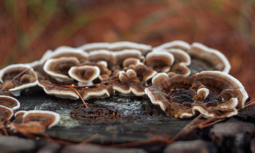 Mykotherapie – Alles über die Heilkraft der Pilze