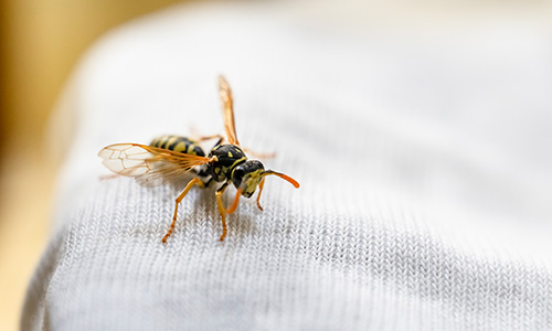 Gestochen! – Was hilft gegen Wespenstiche?